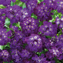 Candytuft Purple Seed