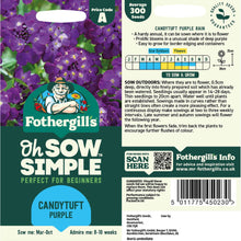 Candytuft Purple Seed