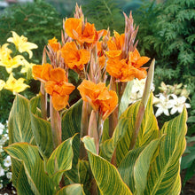 Canna - Pretoria Bengal Tiger: 1 rhizome
