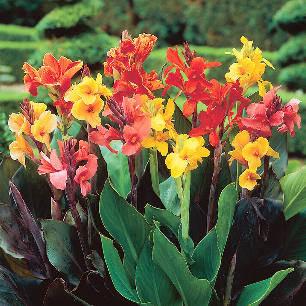 Canna - Tropical Sunset Mix