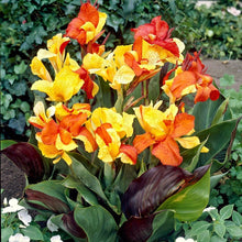 Canna - Cleopatra Mix (Bi-Color): 3 rhizomes