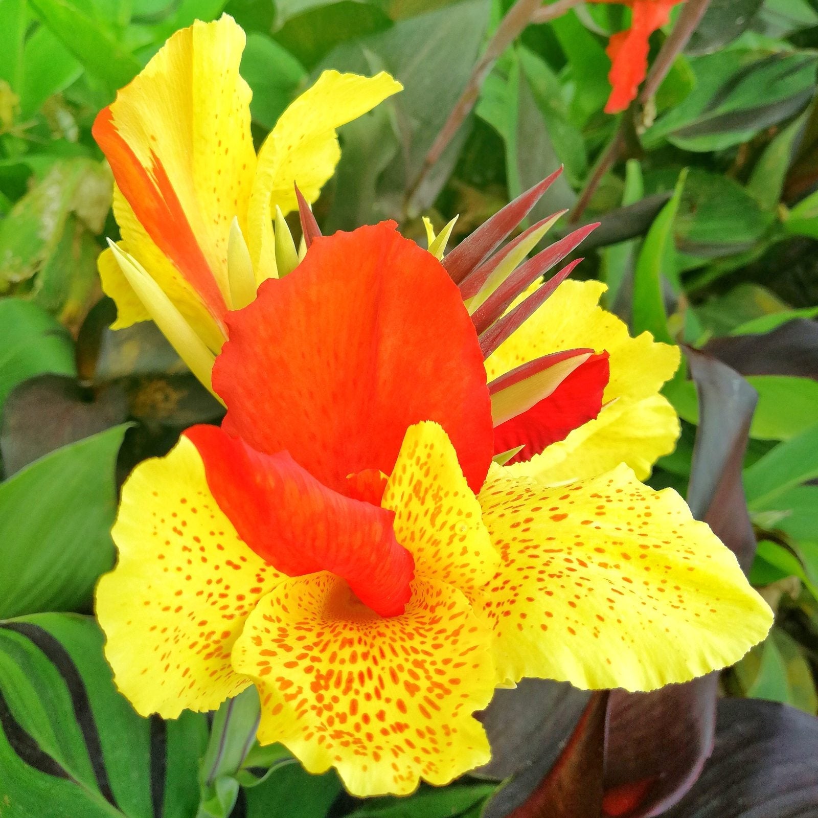 Canna - Cleopatra Mix (Bi-Color): 3 rhizomes
