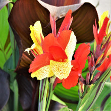 Canna - Cleopatra Mix (Bi-Color): 3 rhizomes