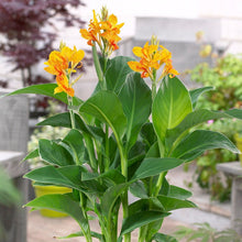 Canna - Tenerife: 1 rhizome