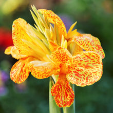 Canna - Tenerife: 1 rhizome