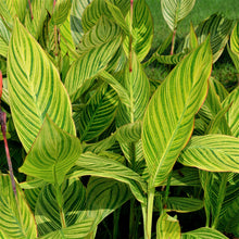 Canna - Pretoria Bengal Tiger: 1 rhizome