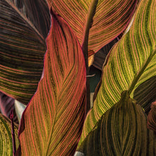 Canna - Tropicanna: 1 rhizome