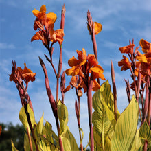 Canna - Pretoria Bengal Tiger: 1 rhizome