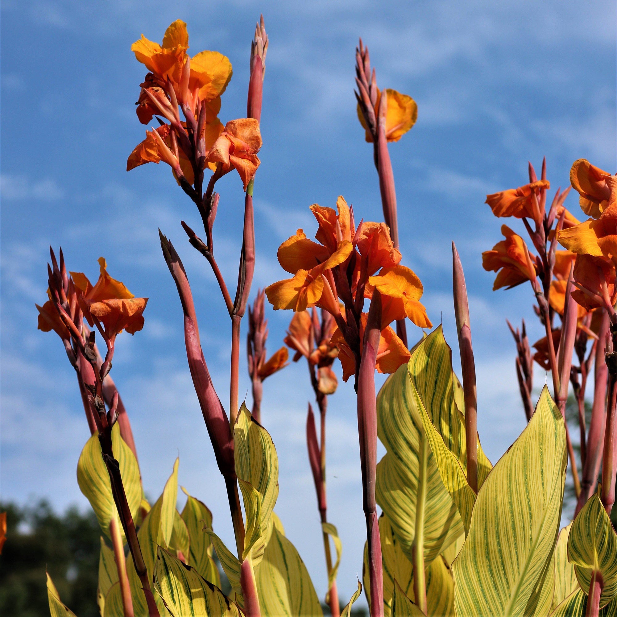 Canna - Pretoria Bengal Tiger: 1 rhizome