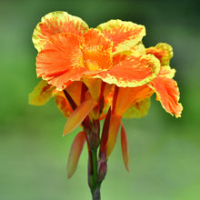 Canna - Pretoria Bengal Tiger: 1 rhizome