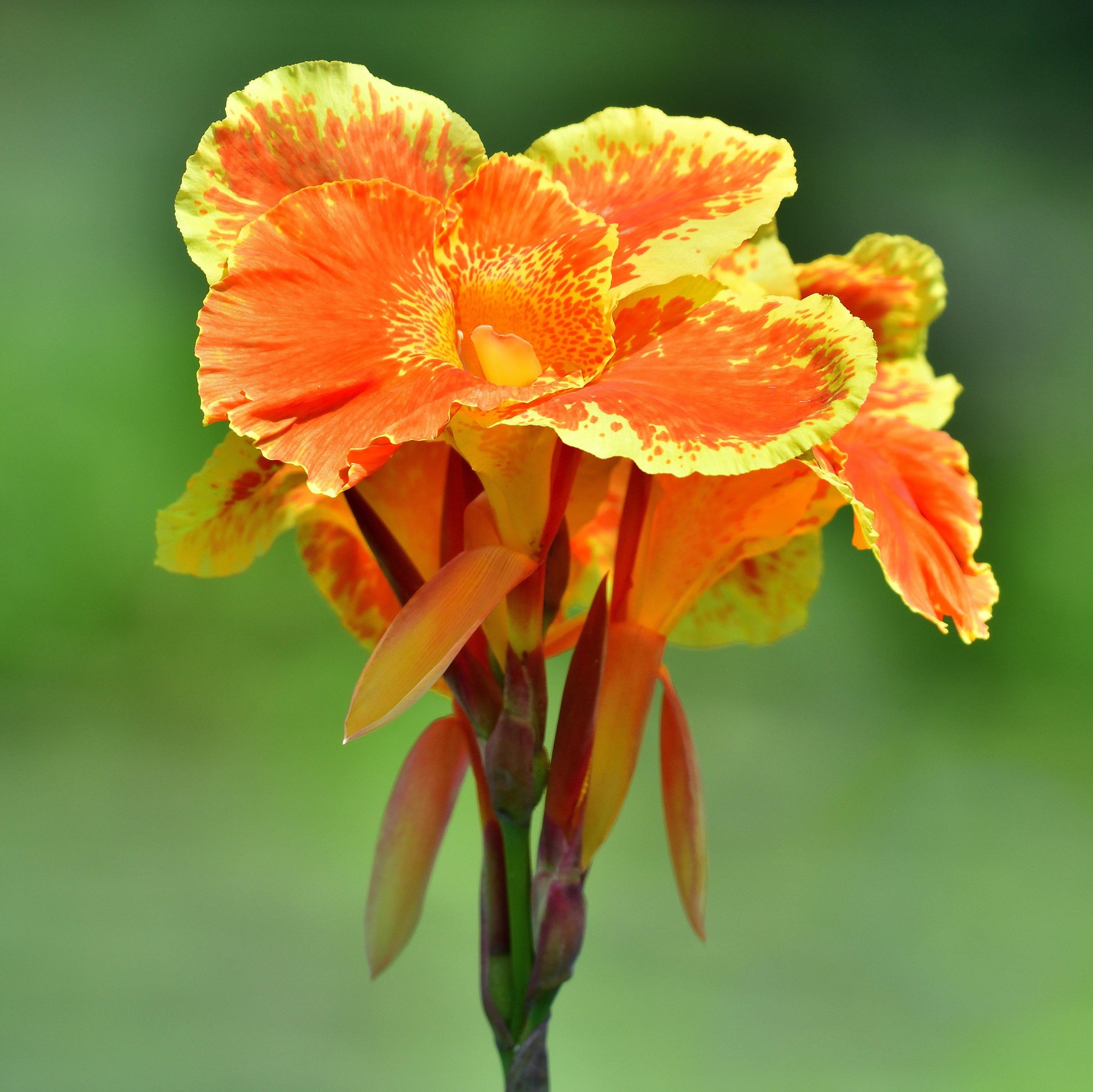 Canna - Pretoria Bengal Tiger: 1 rhizome
