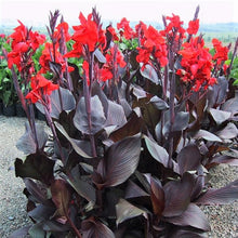 Canna - Tropicanna Black: 1 rhizome