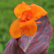 Canna - Tropicanna: 1 rhizome
