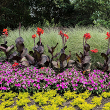 Canna - Tropicanna Black: 1 rhizome