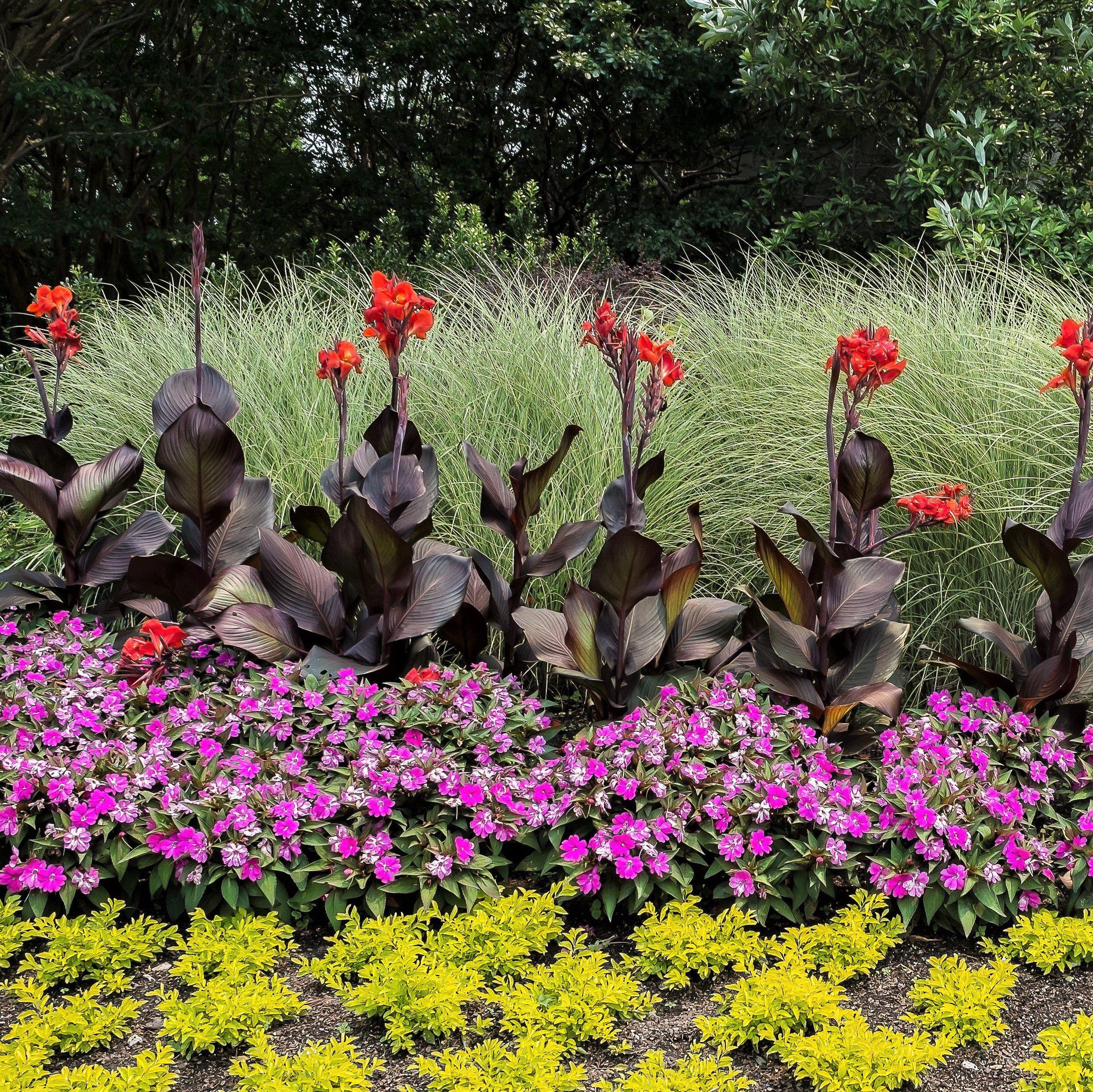 Canna - Tropicanna Black: 1 rhizome