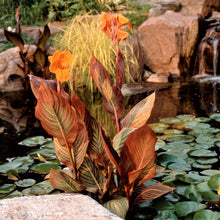 Canna - Tropicanna: 1 rhizome
