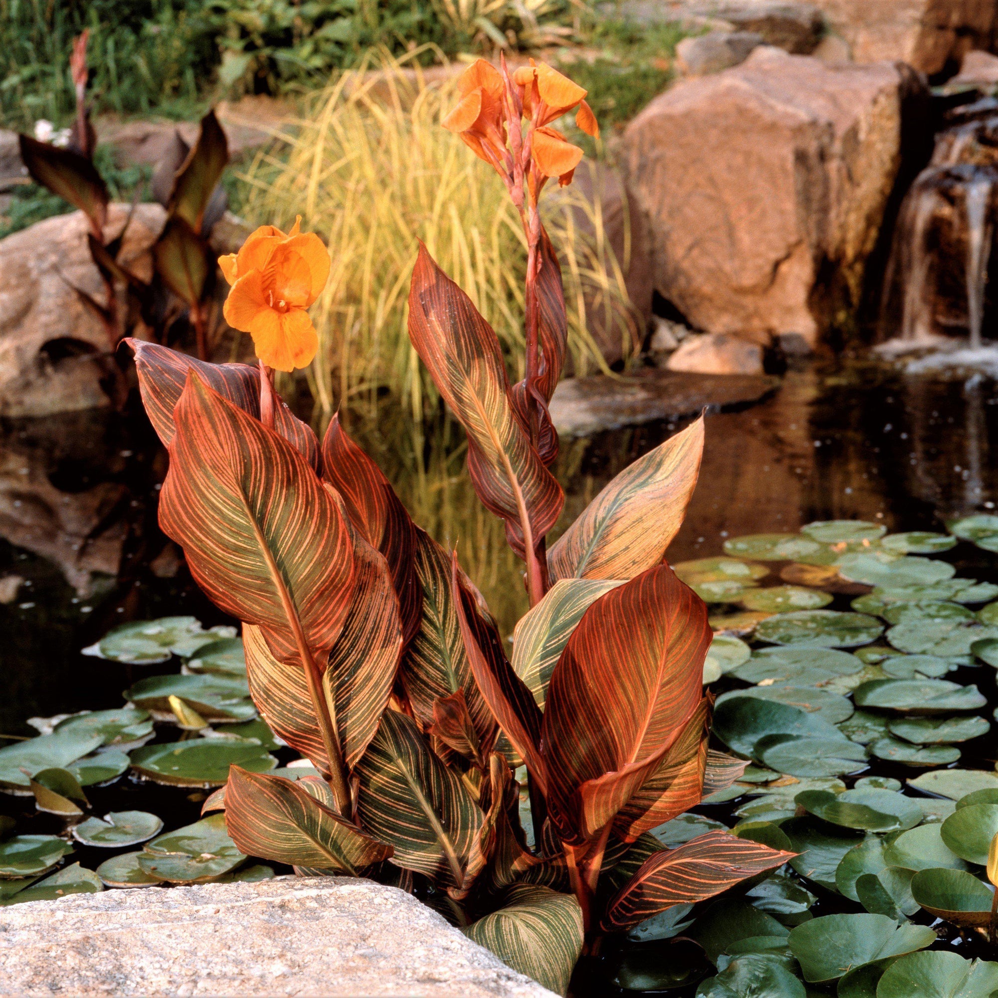 Canna - Tropicanna: 1 rhizome
