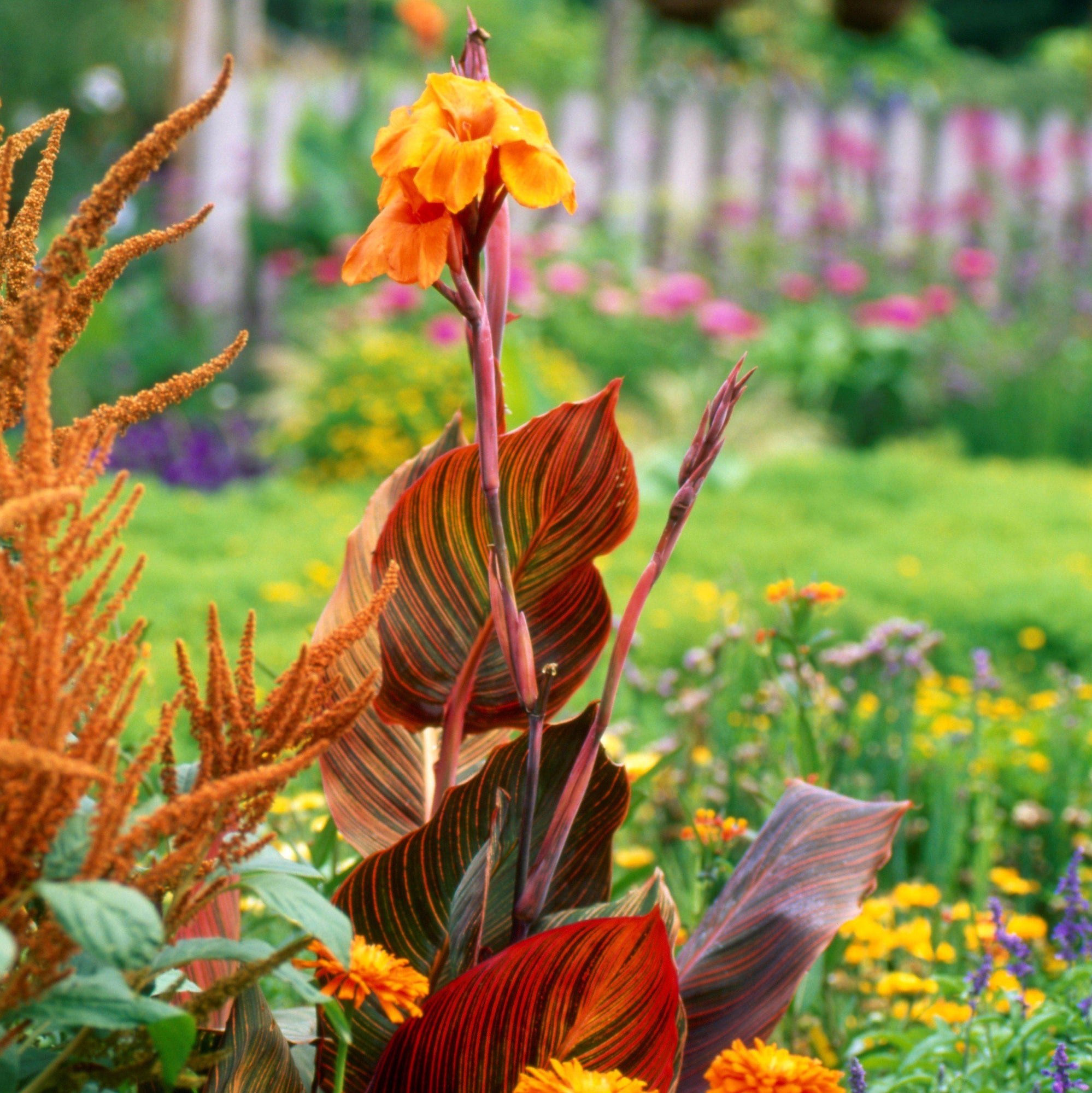 Canna - Tropicanna: 1 rhizome