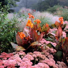 Canna - Tropicanna: 1 rhizome