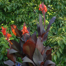 Canna - Tropicanna Black: 1 rhizome