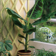 Dwarf Cavendish Banana Tree