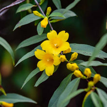 Carolina Jasmine