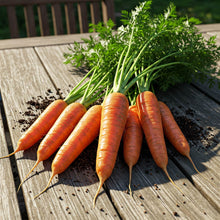 Carrot Large Seed