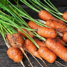 Carrot Baby Seed