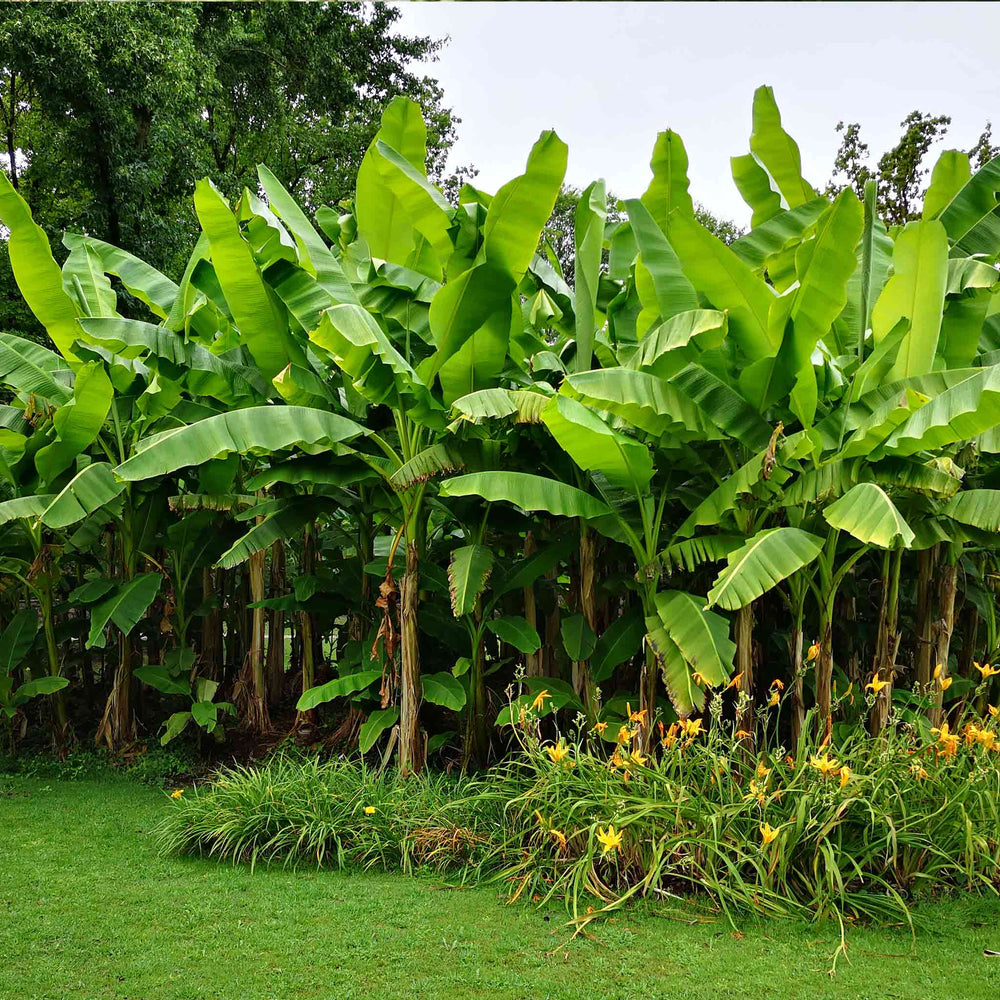 Dwarf Cavendish Banana Tree