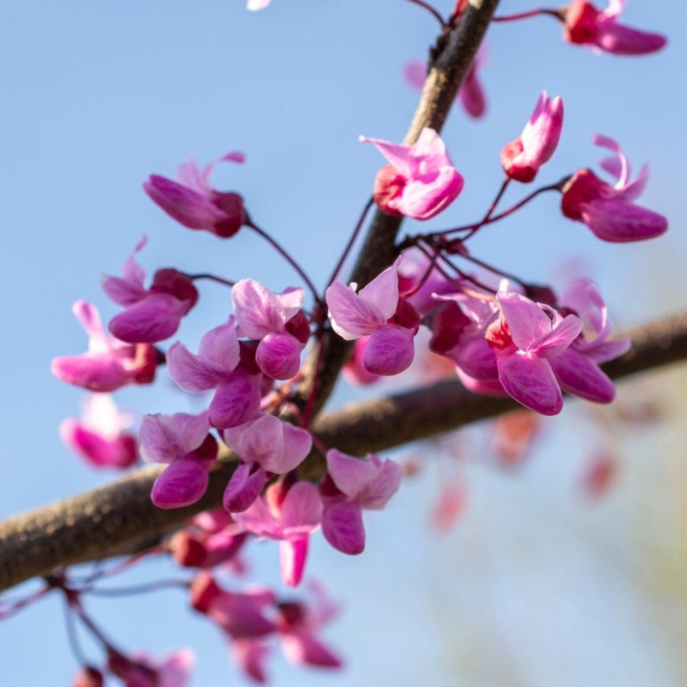 Flame Thrower® Redbud Tree