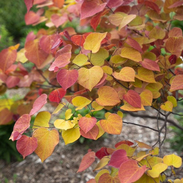 Flame Thrower® Redbud Tree