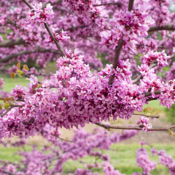 Garden Gems® Emerald Redbud