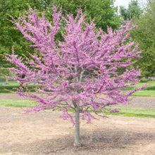 Garden Gems® Emerald Redbud