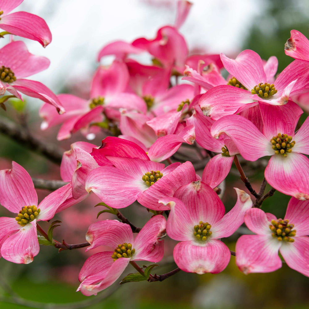 Cherokee Chief Pink Dogwood