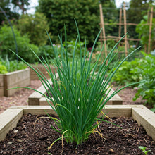 Chives Seed