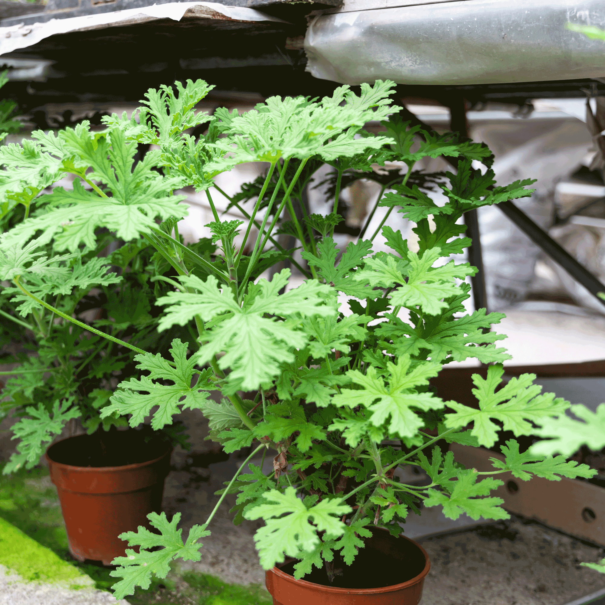 Citronella Bush