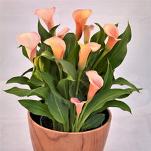 Calla - Coral Passion: 3 rhizomes
