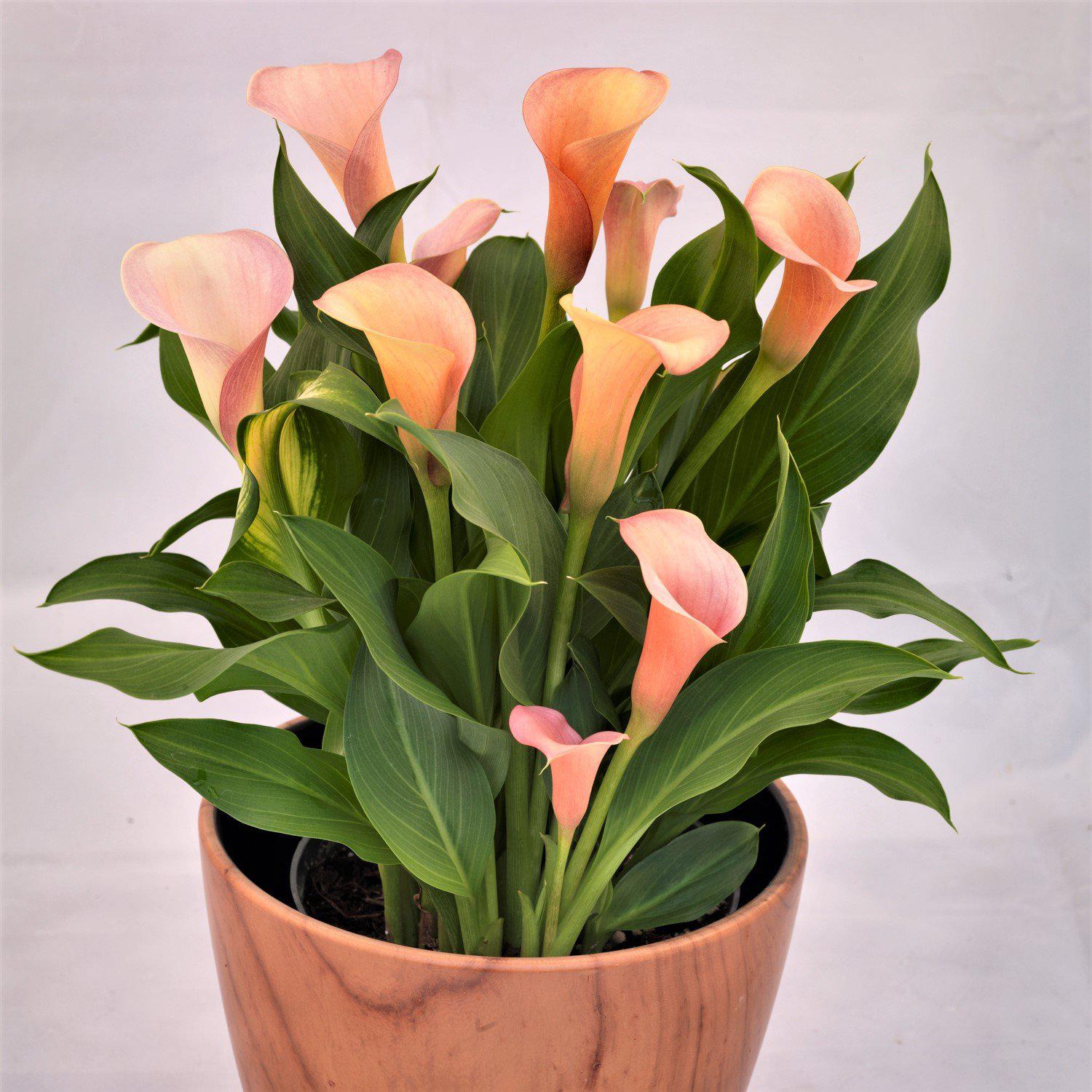Calla - Coral Passion: 3 rhizomes