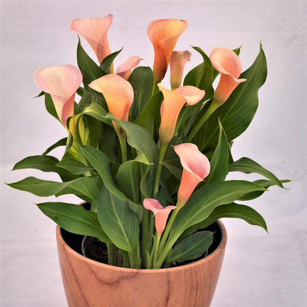 Calla - Coral Passion: 3 rhizomes