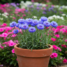Cornflower Blue Seed