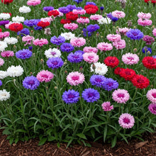 Cornflower Mix Seed