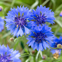 Cornflower Blue Seed