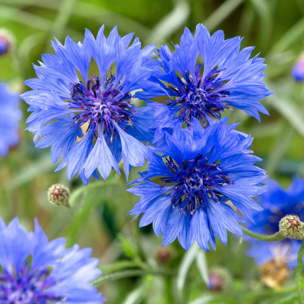 Cornflower Blue Seed