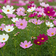 Cosmos Dwarf Mix Seed