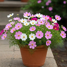 Cosmos Dwarf Mix Seed