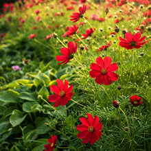 Cosmos Red Seed