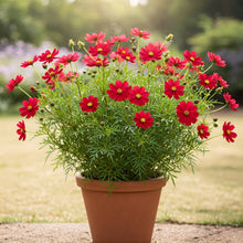 Cosmos Red Seed