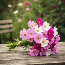 Cosmos Tall Mix Seed
