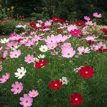 Cosmos Tall Mix Seed