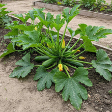 Courgette (Zucchini) Green Seed